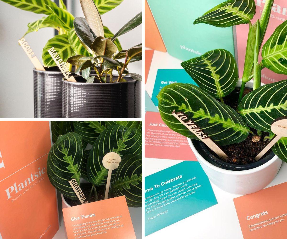 Plantsie products