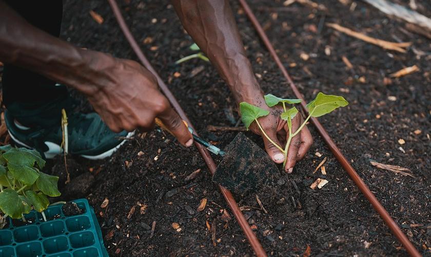 Person's hands planting a green seedling into dark garden soil