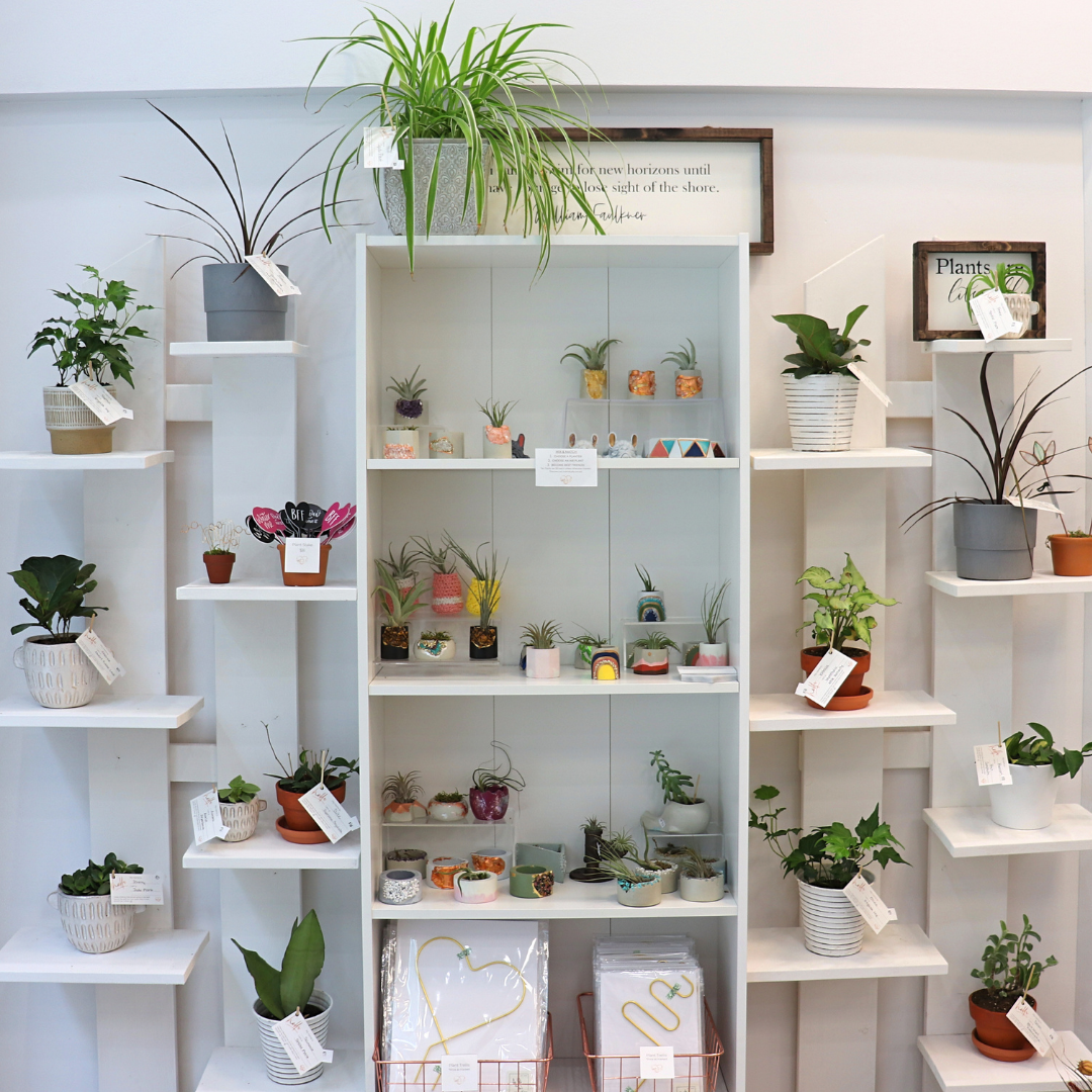 A shelf full of plants available at Drops of Gratitude
