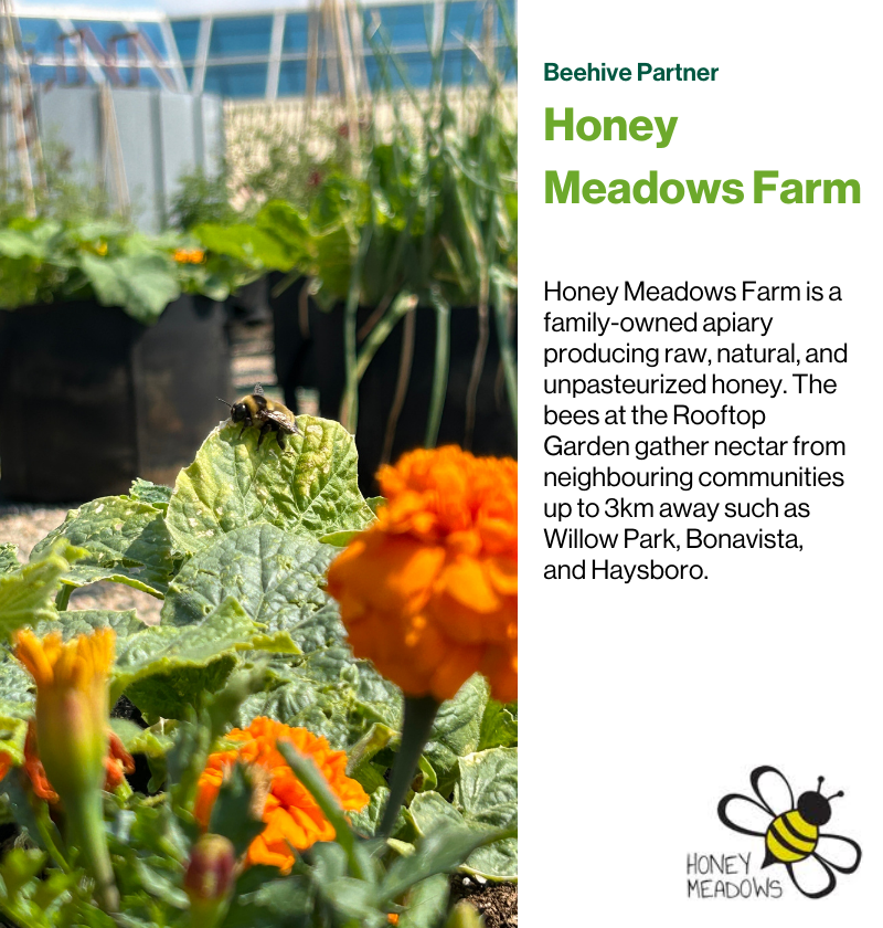 Beehive Partner is Honey Meadow Farms. Honey Meadows Farm is a family-owned apiary producing raw, natural, and unpasteurized honey. The bees at the Rooftop Garden gather nectar from neighbouring communities up to 3km away such as Willow Park, Bonavista, and Haysboro.